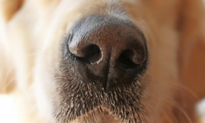 狗狗鼻子为什么会发干发黑呢