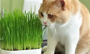 什么植物对猫咪无害