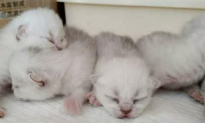 猫咪第一胎一般生几只小猫