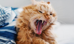猫咪为什么会气滞血瘀呢