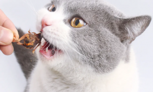 3个月的宠物猫可以吃冻干鹌鹑吗