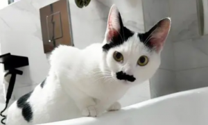 为什么洗澡猫咪要看着