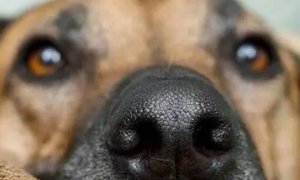 狗狗的鼻头为什么会变色