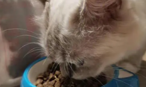 湿鼻子猫粮成分作用是什么
