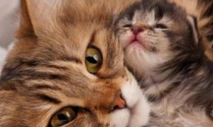 猫咪母亲为什么光咬小猫