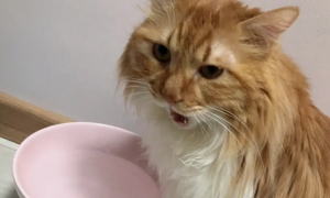猫咪感冒为什么不吃饭喝水呢