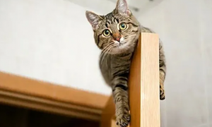 为什么猫咪喜欢在高处
