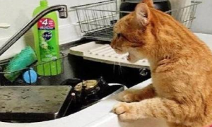 猫咪为什么会做家务的动作呢