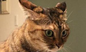 猫咪的耳朵往后背是怎么回事