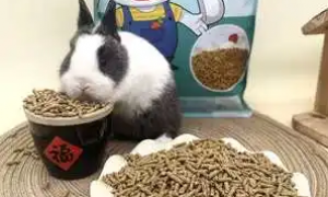兔子有必要吃兔粮吗
