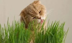 怎么喂猫咪猫草