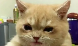 小猫咪真的会哭吗