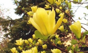 黄鸟玉兰树图片