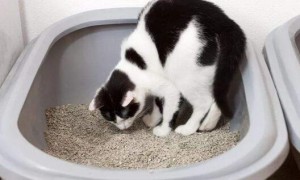 猫咪为什么不埋便了呢