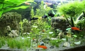 鱼缸里面养什么植物可以提供氧气