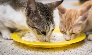 为什么猫咪喜欢剩饭
