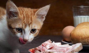 猫咪为什么不能捕食猪肉的原因