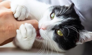 猫咪为什么对小孩反感咬人呢