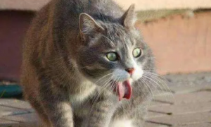 宠物猫吐水是什么原因引起的