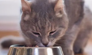 猫咪为什么喜欢吃东西呢