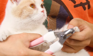 给宠物猫剪指甲怎么剪