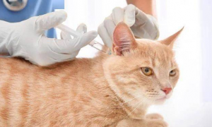 为什么猫咪打了疫苗没精神