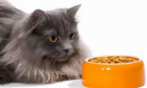 猫咪为什么总剩饭不吃呢