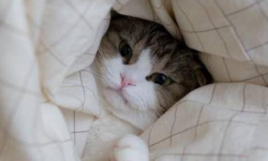 猫咪为什么会离开被窝睡觉