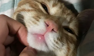 猫咪的嘴唇为什么会干干的