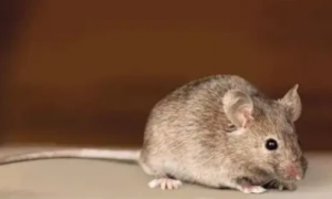 老鼠的智商相当于人几岁