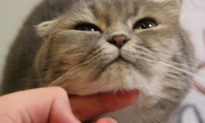 为什么猫咪喜欢摸主人嘴巴呢