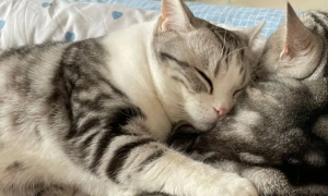 为什么猫喜欢搂着猫咪睡觉的原因