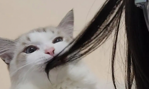 为什么猫咪踩我头发