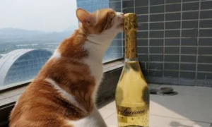 猫咪闻不了酒精吗为什么