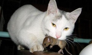 老鼠那么脏猫吃了没关系吗