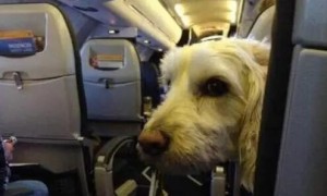 飞机能托运狗狗吗现在