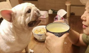 狗狗为什么要喝鸡汤呢怎么回事
