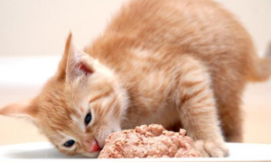 为什么猫咪食欲大增呢