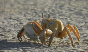 螃蟹没有沙子会死吗