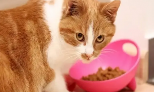 小猫护食需要纠正吗