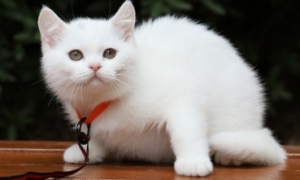 白猫英短多少钱一只