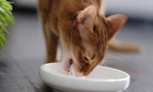 为什么农村的猫咪可以吃人饭