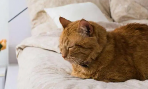 猫咪老喜欢睡旁边为什么呢