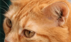 猫咪为什么耳朵能长大呢