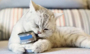 猫咪为什么要吃软磷脂呢