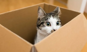 为什么猫咪爱蹭箱子呢怎么回事