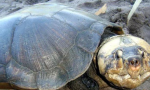 南美巨型侧颈龟是什么龟