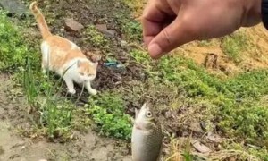 猫咪为什么喜欢叼鱼呢