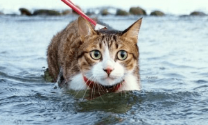 小猫咪为什么抵抗水