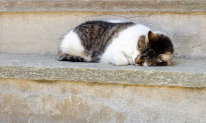 猫咪为什么喜欢蹭台阶睡觉的原因